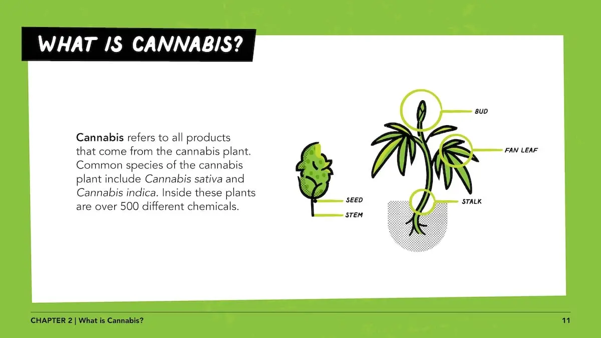 What is cannabis? Cannabis refers to all products that come from the cannabis plant. Common species of the cannabis plant include Cannabis sativa and Cannabis indica. Inside these plants are over 500 different chemicals.