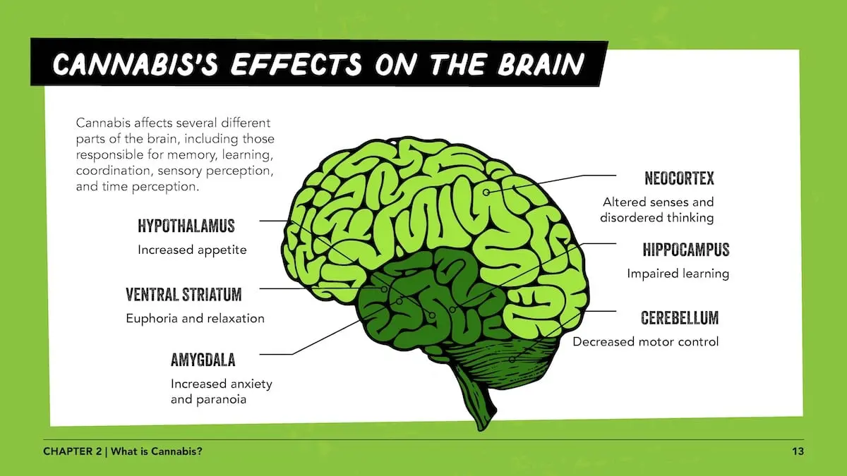 Cannabis's effects on the brain - Cannabis affects several different parts of the brain, including those responsible for memory, learning, coordination, sensory perception, and time perception. Hypothalamus - increased appetite, ventral striatum - euphoria and relaxation, amygdala - increased anxiety and paranoia, neocortex - altered senses and disordered thinking, hippocampus - impaired learning, cerebellum - decreased motor control.