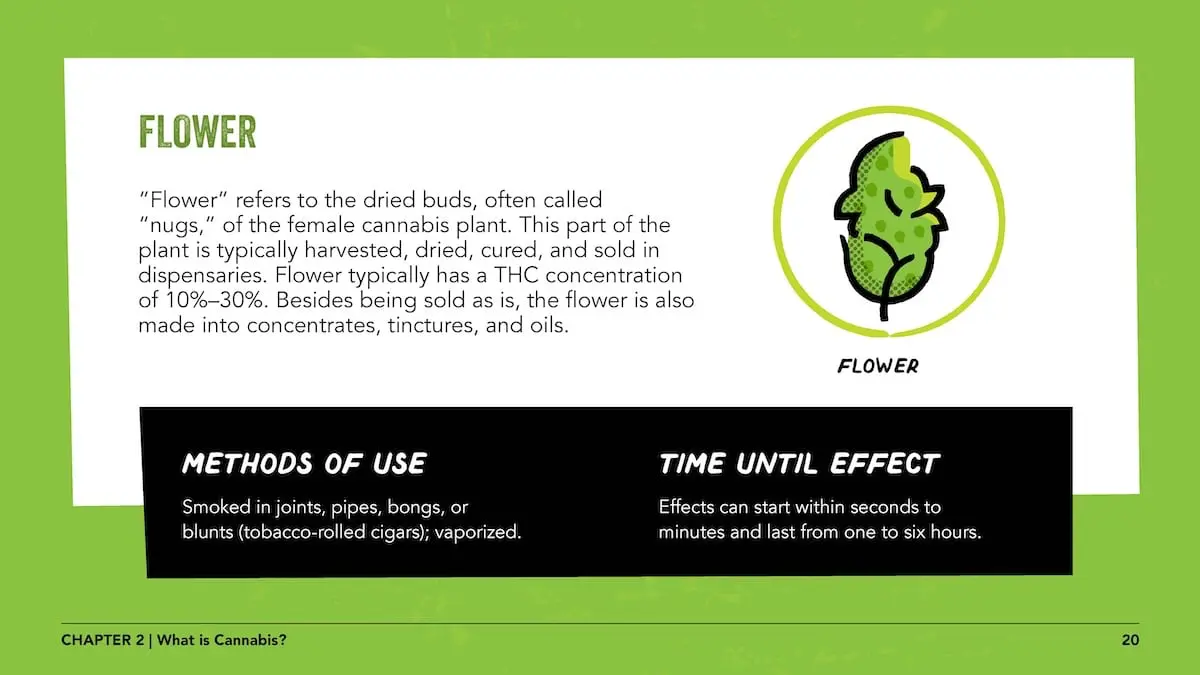 Flower: “Flower” refers to the dried buds, often called “nugs,” of the female cannabis plant. This part of the plant is typically harvested, dried, cured, and sold in dispensaries. Flower typically has a THC concentration of 10%–30%. Besides being sold as is, the flower is also made into concentrates, tinctures, and oils. Methods of use: smoked in joints, pipes, bongs, or blunts (tobacco-roleld cigars); vaporized. Time until effect: effects can start within seconds to minutes and last from one to six hours